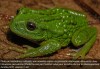 sciencepost - la grenouille Gastrotheca mittaliiti a une poche ... dorsale pour porter ses œufs
