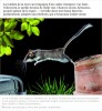 sciencesetavenir - La nuit, une faune discrète s'éveille