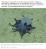 sciencesetavenir - Découverte d'une nouvelle espèce de poulpe bleu à 1800 mètres de profondeur