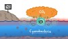MinuteEarth Explains: Microbes