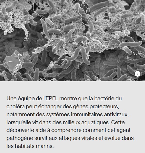 EPFL - Comment la bactérie du choléra échange ses défenses antivirales