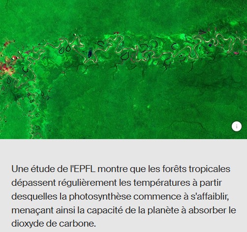 EPFL - Les vagues de chaleur entravent la photosynthèse