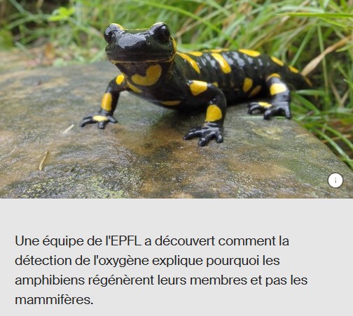 EPFL - Quand l'oxygène détermine si un membre peut repousser