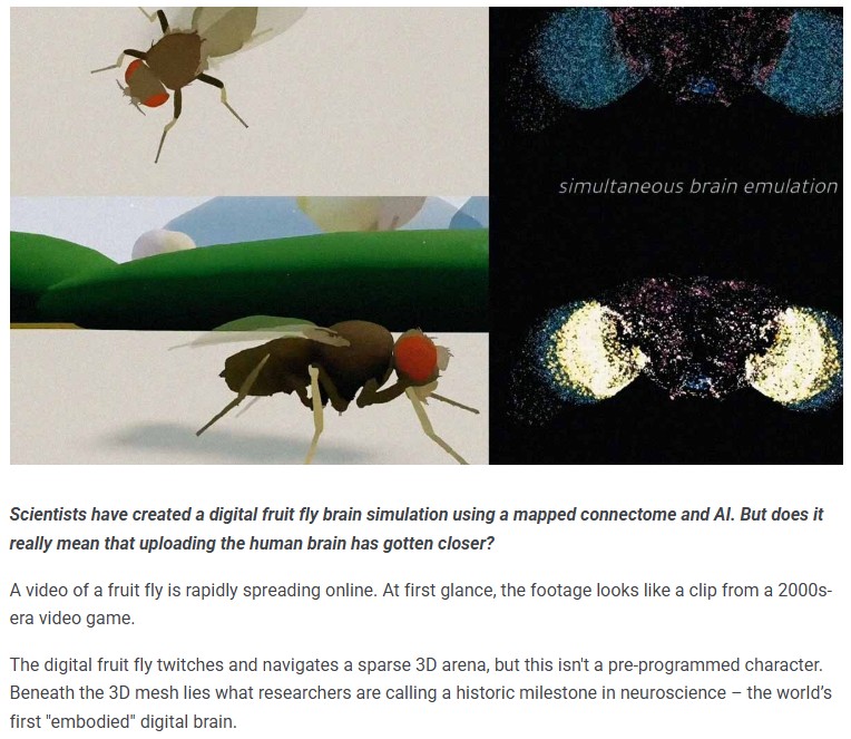 cybernews - The internet is buzzing about a digital fly brain: Are humans next?