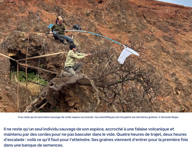 futura-sciences - Accroché à une falaise, le dernier arbre de son espèce pourrait encore échapper à l'extinction