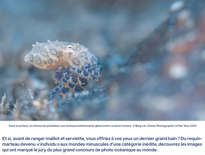 futura-sciences - La photo de la semaine : plongez dans les plus belles images sous-marines de l’année