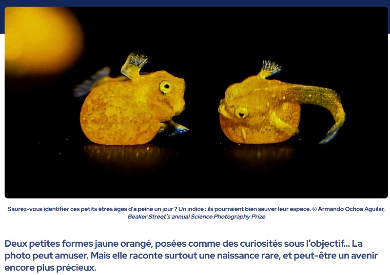 futura-sciences - l’image rarissime de poissons qui semblent avoir de petites mains et dont il ne resterait qu’une centaine d’individus