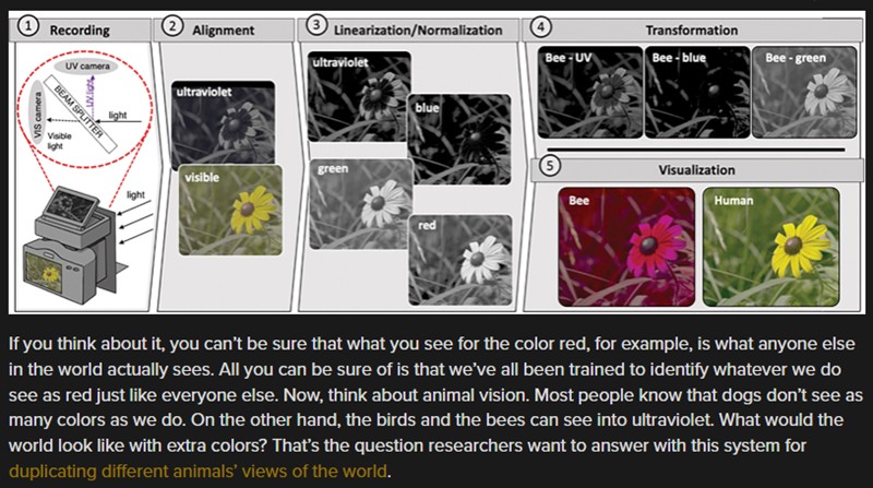 hackaday - Seeing The World Through Animal Eyes
