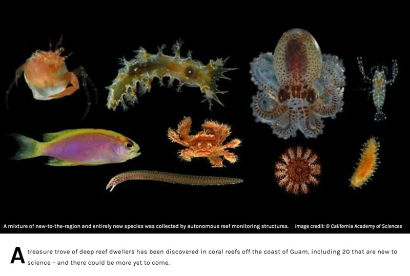 iflscience - 20 Delightfully Strange New Deep Reef Species Discovered In “Underwater Hotels”