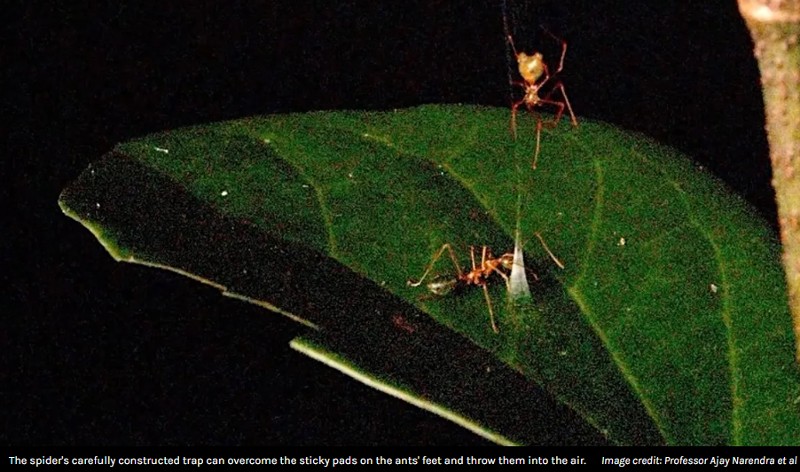 iflscience - Newly Discovered Spider Is Basically A Mechanical Engineer, Building Spring-Loaded Snares To Catapult Its Prey