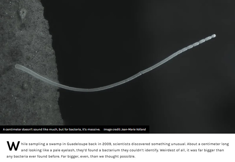 iflscience - The World’s Largest Bacteria Were Discovered In A Swamp And Are So Big They're Visible To The Naked Eye