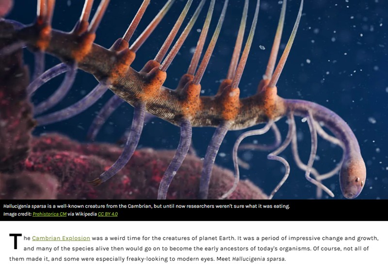 iflscience - This Tiny, Freaky-Looking Prehistoric Beastie Might Have Scavenged In Swarms In The Cambrian