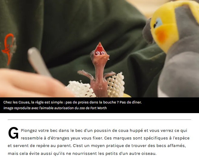 iflscience - Why Do These Birds Have Targets Shaped Like Faces In Their Mouths?