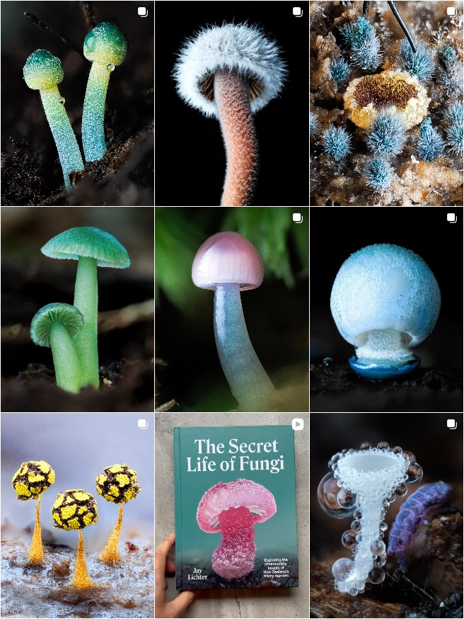 cyanesense - The Secret Life of Fungi