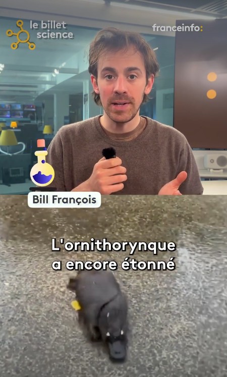 franceinfo - Doté d’une queue de castor et d’un bec de canard, le pelage de l’ornithorynque suscite l’intérêt des scientifiques