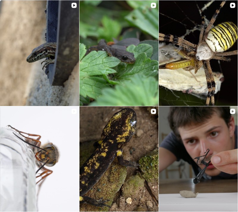 insectopode - Ici ça parle de bébêtes