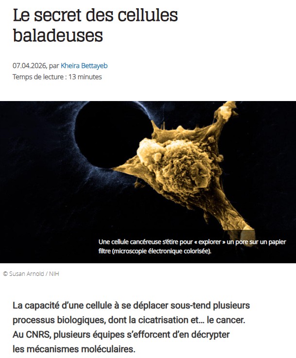 CNRS Lejournal - Le secret des cellules baladeuses