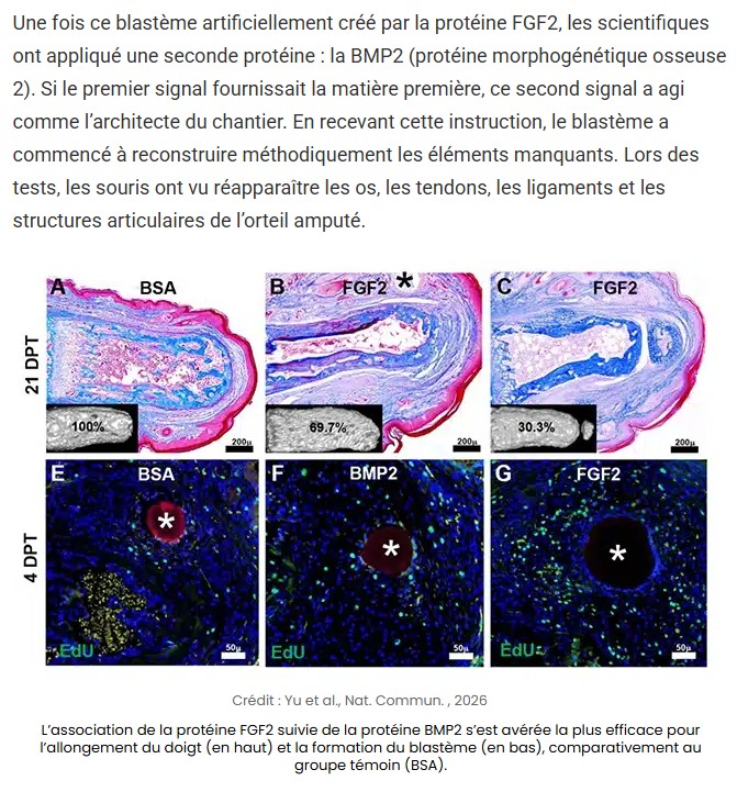 sciencepost - la découverte géniale qui a permis de faire repousser l’orteil d’une souris