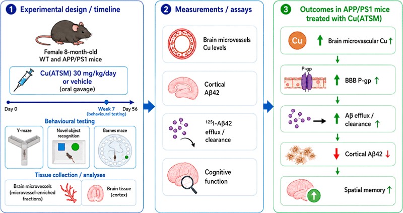 sciencepost - Ce composé de cuivre réduit de 42 % les protéines Alzheimer en réparant une pompe cérébrale défaillante — les essais humains se rapprochent