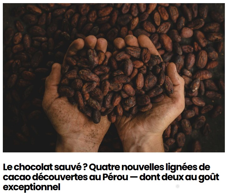 sciencepost - Le chocolat sauvé ? Quatre nouvelles lignées de cacao découvertes au Pérou — dont deux au goût exceptionnel