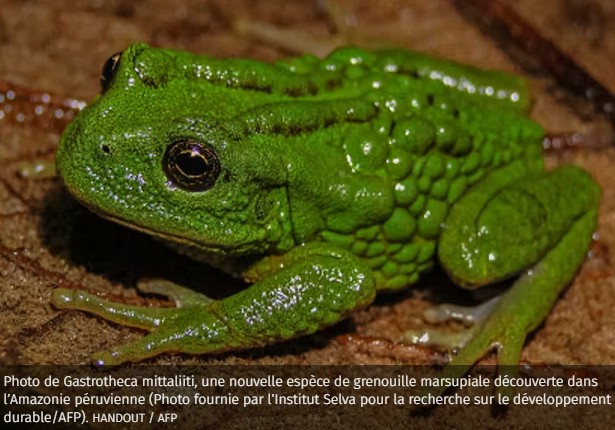 sciencepost - la grenouille Gastrotheca mittaliiti a une poche ... dorsale pour porter ses œufs