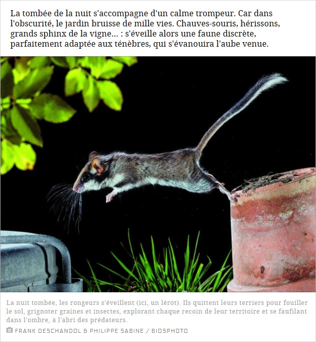 sciencesetavenir - La nuit, une faune discrète s'éveille