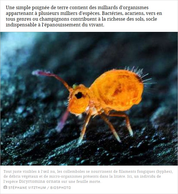 sciencesetavenir - Sous nos pieds, la terre grouille de vie