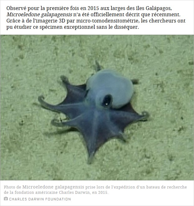 sciencesetavenir - Découverte d'une nouvelle espèce de poulpe bleu à 1800 mètres de profondeur