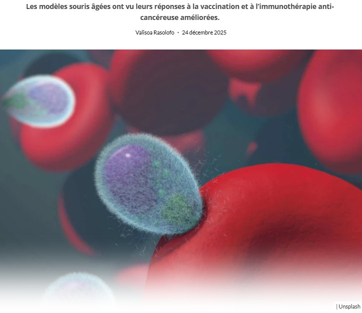 trustmyscience - Des chercheurs découvrent une méthode pour « rajeunir » le système immunitaire