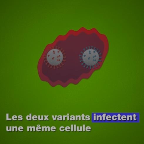 20minutes.fr coronavirus-quoi-recombinants.jpg