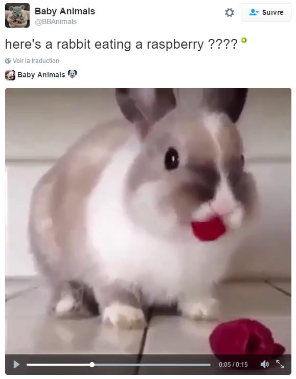 BabyAnimals-Killer_Rabbit_legend.jpg