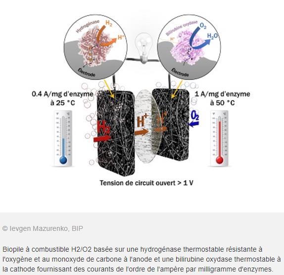 CNRS-Biopile à combustible H2 et O2.jpg