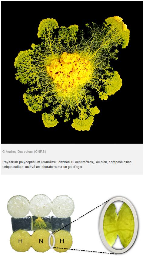 CNRS-blob.jpg