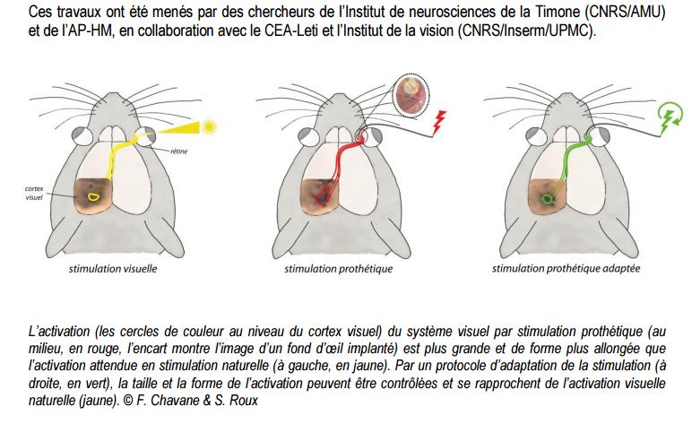 CNRS_-_Retines_artificielles.jpg