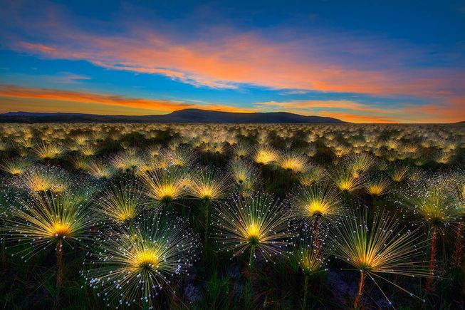 Cerrado-Sunrise-by-Marcio-Cabral-174986.jpg