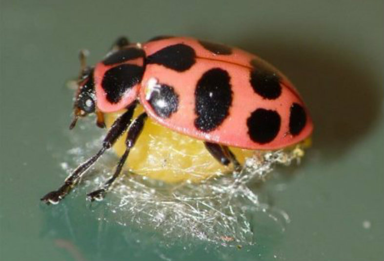 Coccinelle-parasitee.jpg