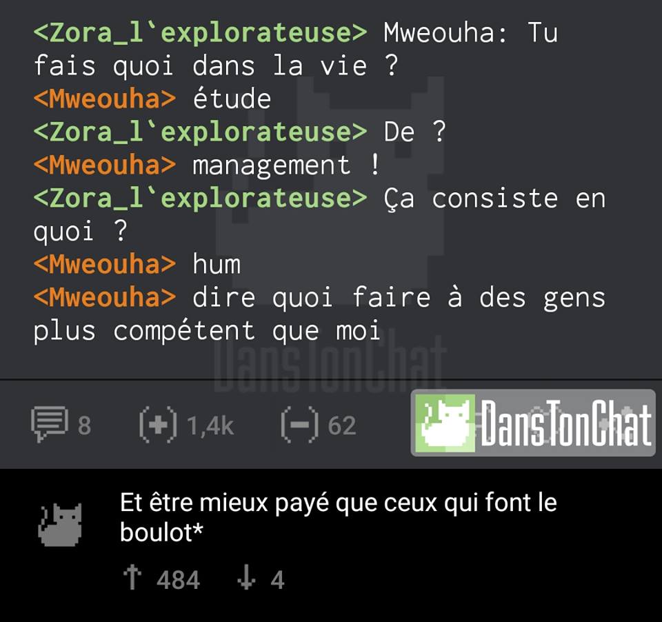 Dans ton chat - étude de management.jpg