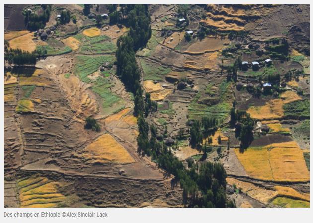 Des champs en Ethiopie ©Alex Sinclair Lack.jpg