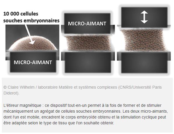 Des legos cellulaires magnétiques pour la médecine régénérative de demain.jpg