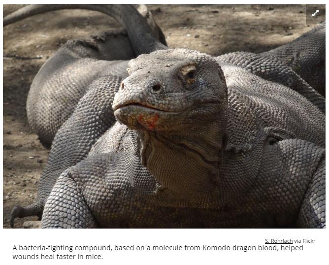 Dragon_de_Komodo-peptide_anti_bacterien.jpg