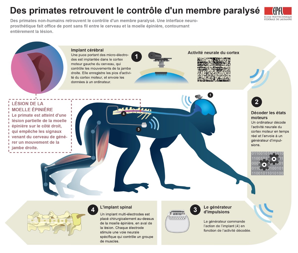 EPFL-neuroprosthse-lectrochimique.jpg