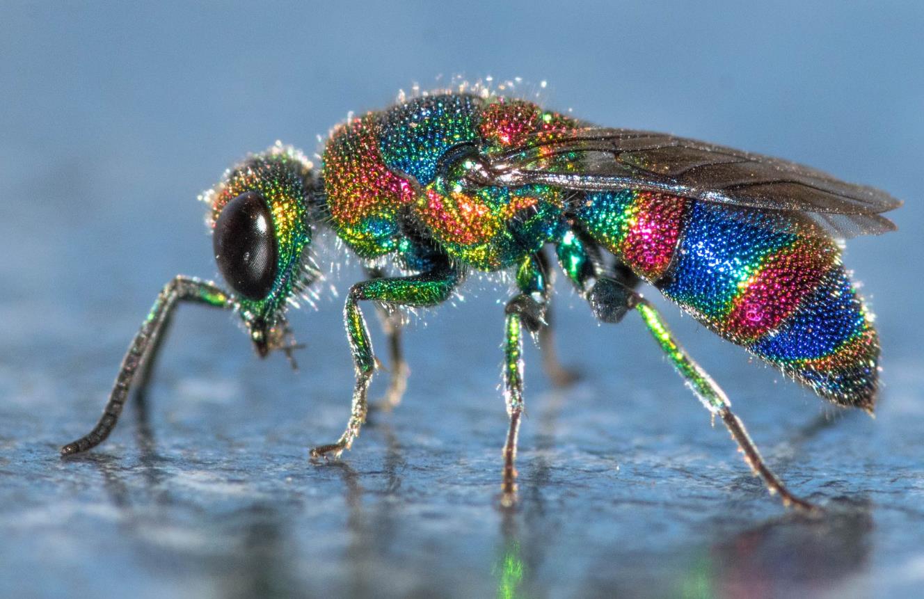 Facebook Une photo de Chrysididae wow (Hrodulf Steinkampf).jpg