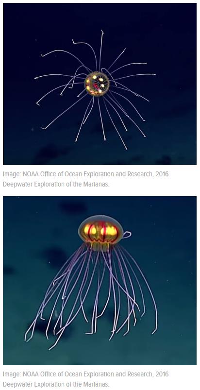 Gizmodo-Jellyfish-Abyss.jpg