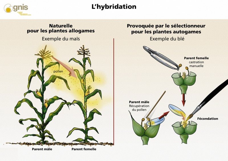 HybridationMais.jpg