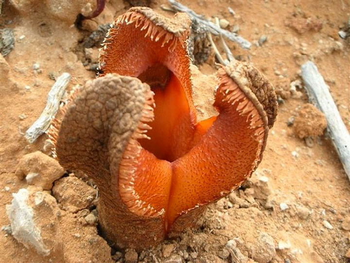 Hydnora_africana.jpg