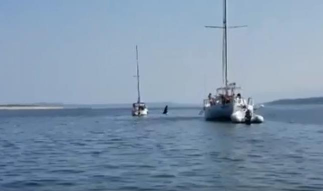 Killer Whale Grabs Sailboat's Anchor Line Tows It Into Another Boat.jpg