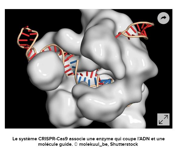 Le_systeme_CRISPR-Cas9.jpg