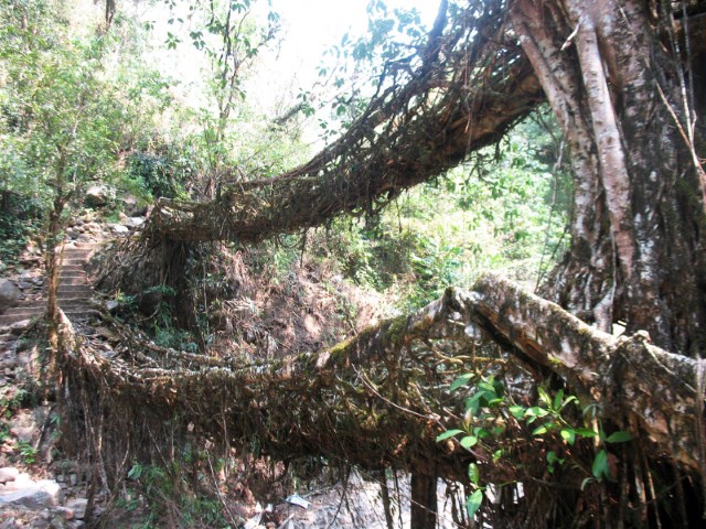 Les-ponts-vivants-cultives-de-la-region-du-Meghalaya-en-Inde-photo-08.jpg