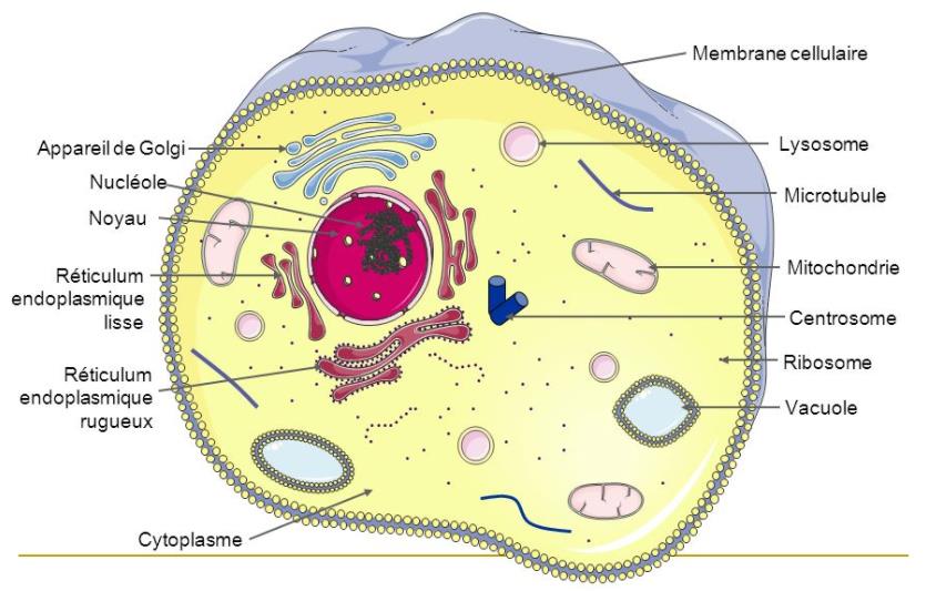 Lyosomes and mitochondria chat each other up in cell.jpg