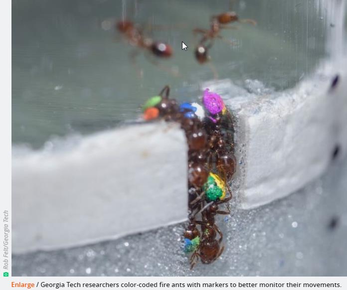 arstechnica.com we-can-learn-the-secrets-of-smooth-traffic-flow-by-watching-fire-ants.jpg